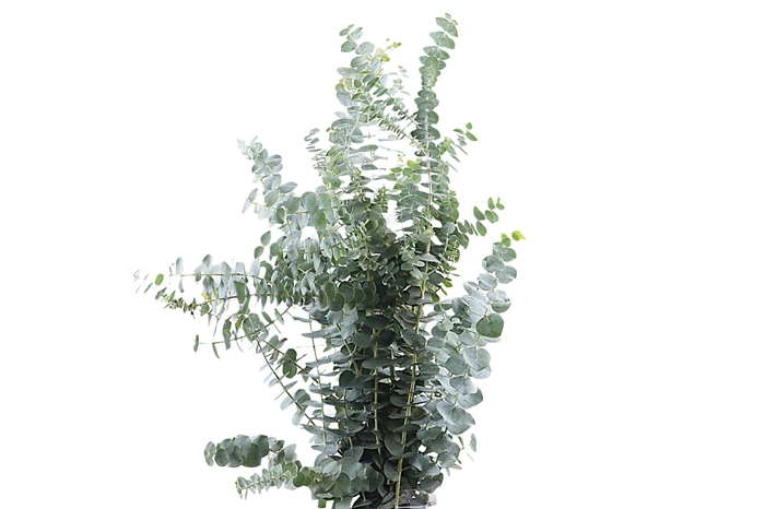 <h4>Baby Blue Long 250 Gram</h4>
