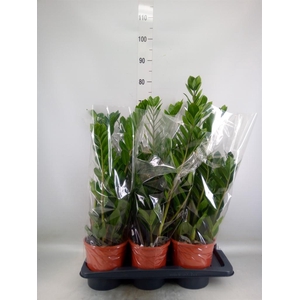 Zamioculcas zamiifolia