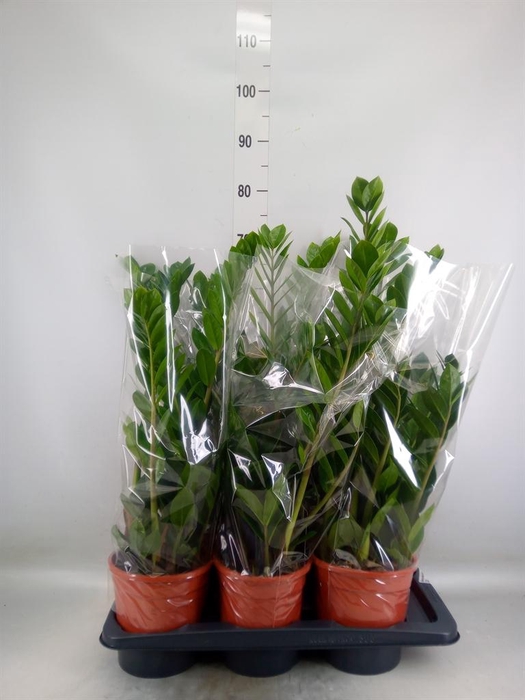 <h4>Zamioculcas zamiifolia</h4>