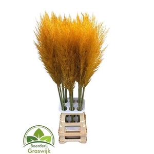 Corta Selloan Klb Dark Yellow
