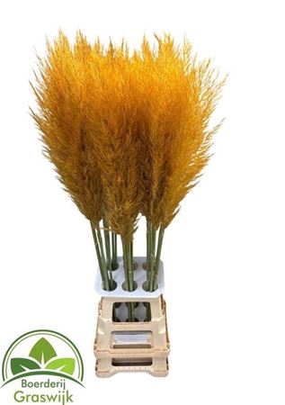 <h4>Corta Selloan Klb Dark Yellow</h4>
