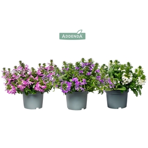 Scaevola Addenda® Mixlaag