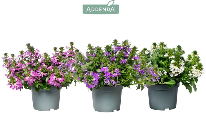 <h4>Scaevola Addenda® Mixlaag</h4>