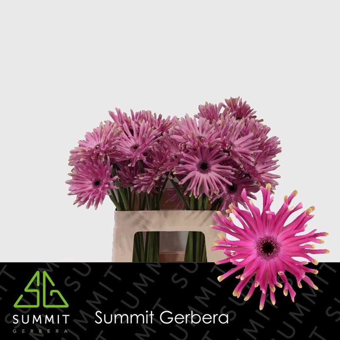 <h4>Gerbera Pastini Vittoria Lang Gelijk 56cm Water x40</h4>