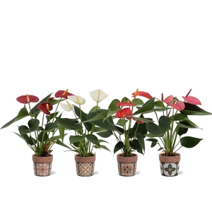 Anthurium 4 color mix in Jakarta ceramics