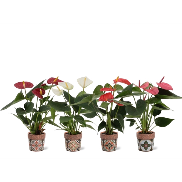 <h4>Anthurium 4 color mix in Jakarta ceramics</h4>