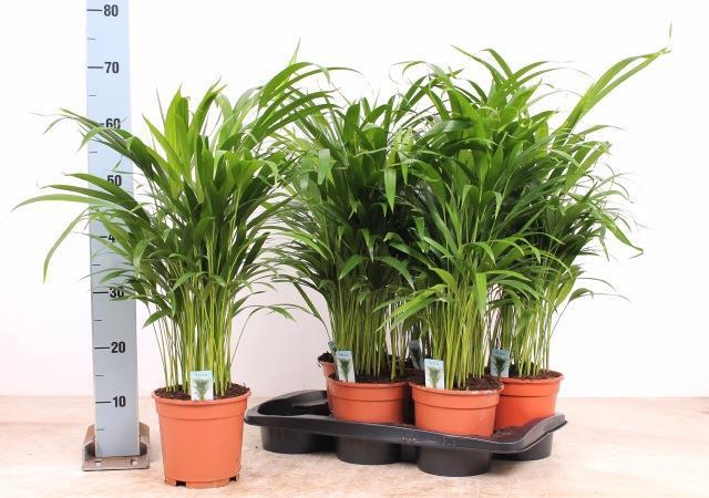 <h4>DYPSIS LUTESCENS</h4>