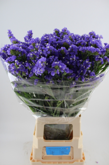 <h4>LIM S CRYST DARK BLU</h4>