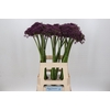 Allium Cherry