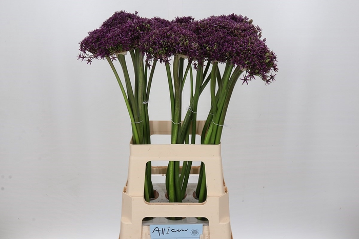 Allium Cherry