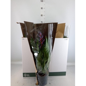 Aechmea  'Blue Rain'