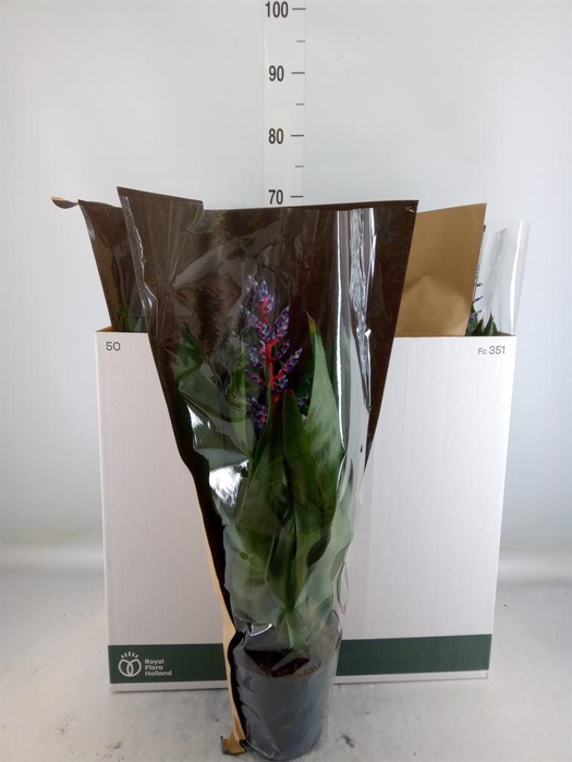 <h4>Aechmea  'Blue Rain'</h4>