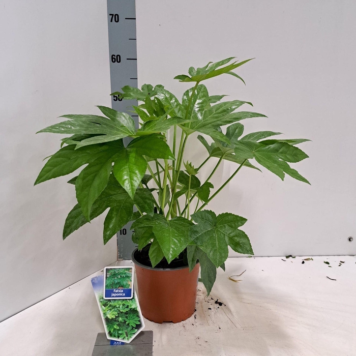 <h4>Fatsia japonica</h4>