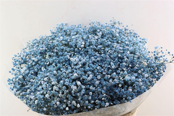 <h4>Gyps Pa. Blue Navy</h4>