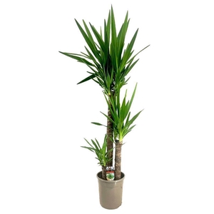 Yucca