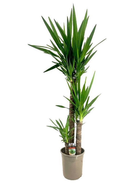 <h4>Yucca</h4>