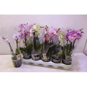 Phal Gem