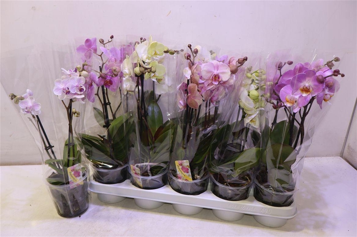 <h4>Phal Gem</h4>