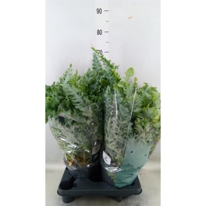 Phlebodium aureum 'Davana'