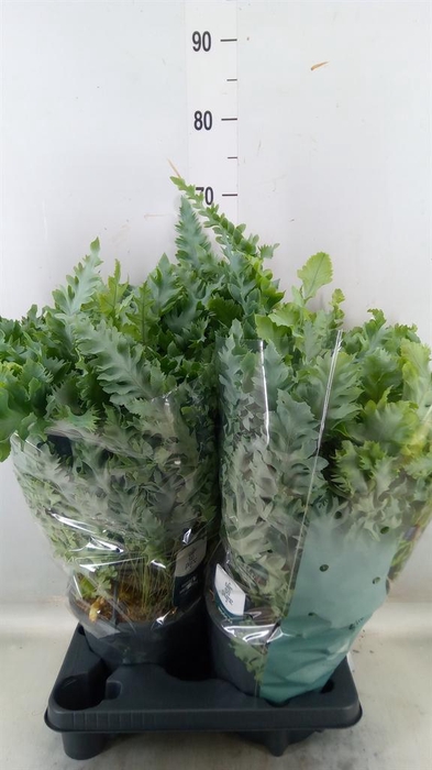 <h4>Phlebodium aureum 'Davana'</h4>