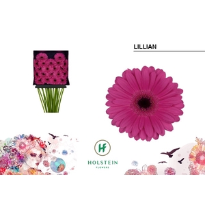 Germini Lillian Diamond per kaart