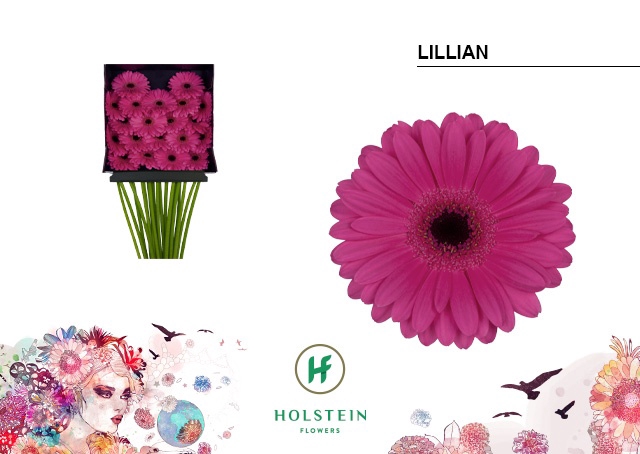 <h4>Germini Lillian Diamond per kaart</h4>