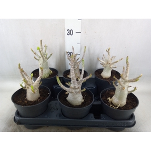 Adenium NB 'Ansu Baobab'