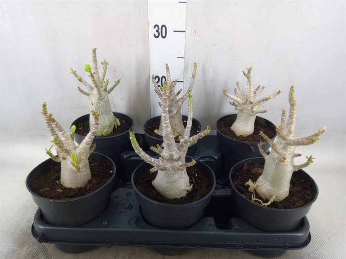 <h4>Adenium NB 'Ansu Baobab'</h4>