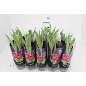 TULIPA P12 VERMELHO