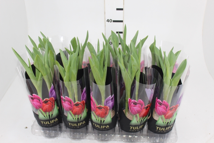 <h4>TULIPA P12 VERMELHO</h4>