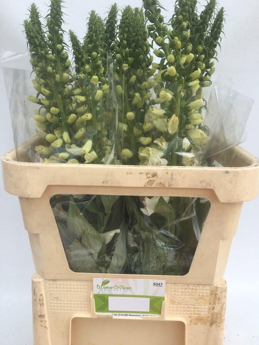 <h4>DIGI CAMELOT WHITE</h4>