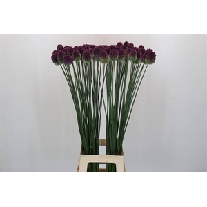 ALLIUM SPHAEROCEPHALON