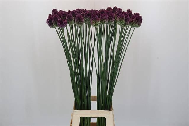 <h4>ALLIUM SPHAEROCEPHALON</h4>