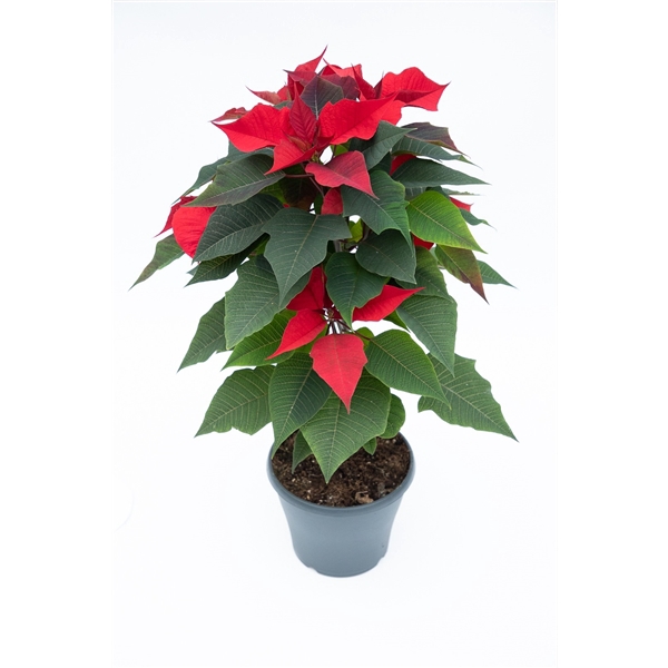 <h4>Euphorbia pulcherrima stam rood</h4>