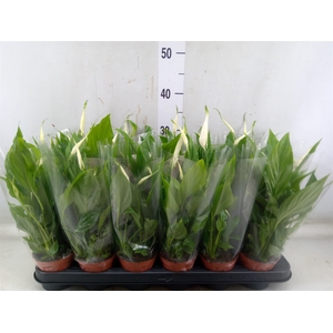 Spathiphyllum  'Chopin'