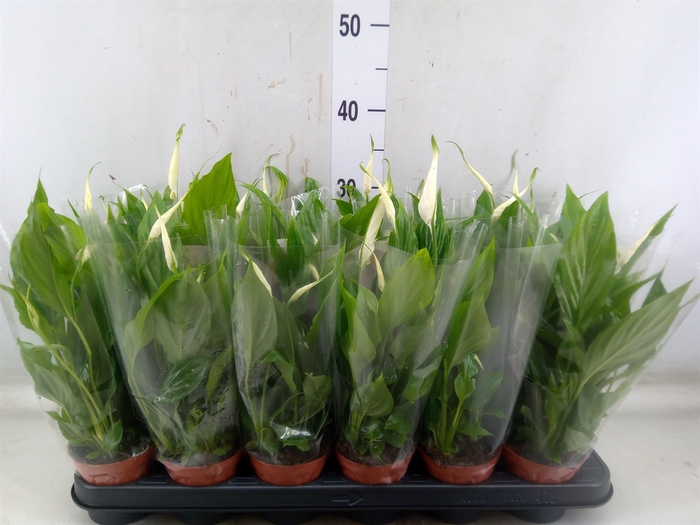 <h4>Spathiphyllum  'Chopin'</h4>