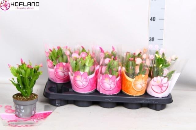 arr8 Schlumb Gem 3 Kl