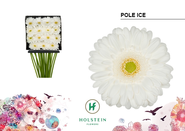 <h4>Gerbera Pole Ice Diamond Per Kaart</h4>