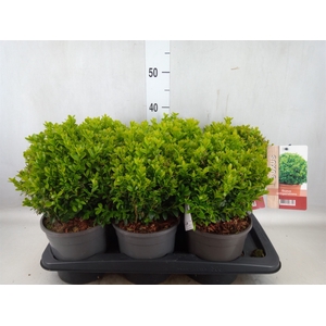 Buxus semp.   ...