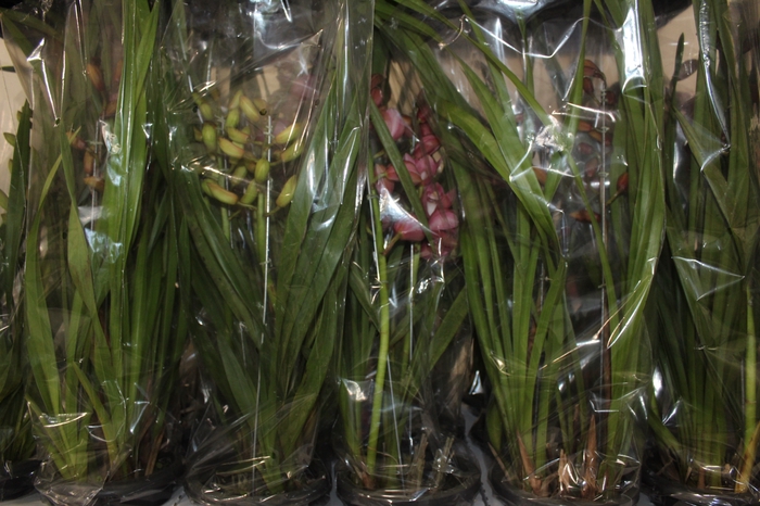 <h4>CYMBIDIUM 2 HASTES P18 MIN 2 HA POR RECIPIENTE</h4>