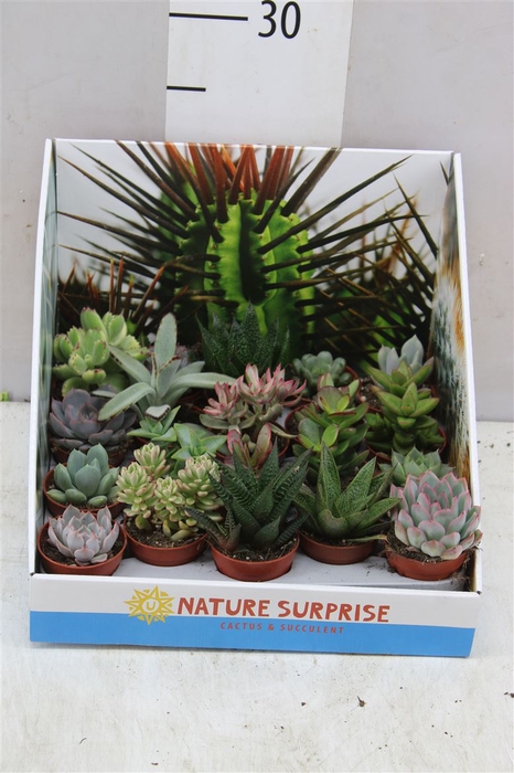 <h4>Succulenten Gemengd Showdoos</h4>