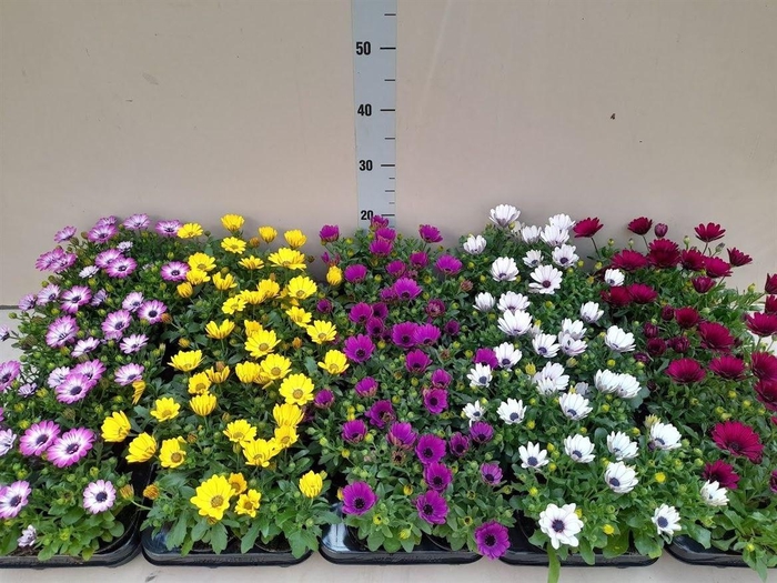 Osteo Gem Mixk 1 Kleur Per Tray