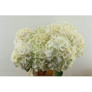 Hydr M White Verena 65-22