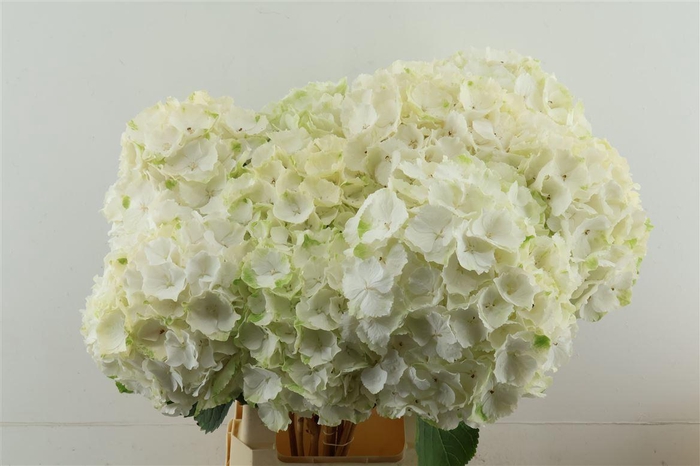 <h4>Hydr M White Verena 65-22</h4>