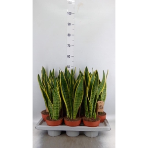Sansevieria trifa. 'Laurentii'