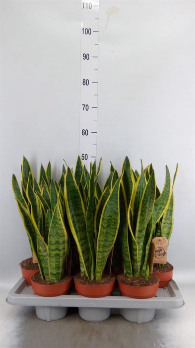 <h4>Sansevieria trifa. 'Laurentii'</h4>
