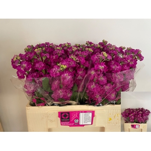 MATTH STOX DEEP ROSE