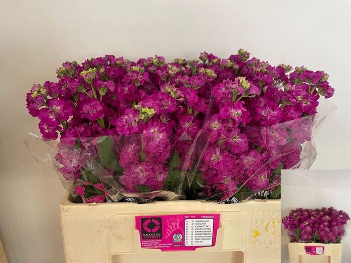 <h4>MATTH STOX DEEP ROSE</h4>