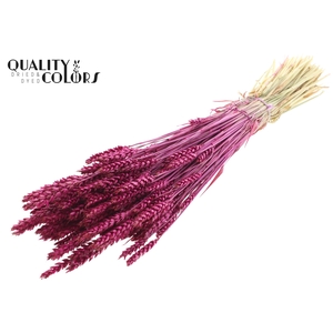 Triticum per bunch Lilac