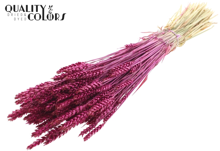 <h4>Triticum per bunch Lilac</h4>